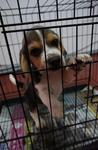 Beagle Tricolor Male With Cert - Beagle Dog