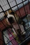 Beagle Tricolor Male With Cert - Beagle Dog