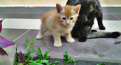 Jin Pyo - Domestic Medium Hair Cat