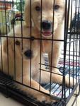 Big Bone Golden Retriever M&amp;f - Golden Retriever Dog