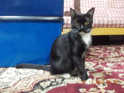 Ibu Itam - Domestic Short Hair Cat