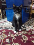 Ibu Itam - Domestic Short Hair Cat