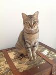 Puteri - Domestic Short Hair Cat