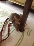 Puteri - Domestic Short Hair Cat