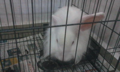 如意 Ruyi - Angora Rabbit Rabbit