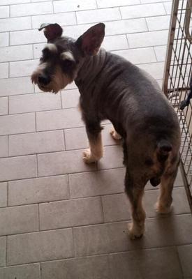 Boy - Schnauzer Dog