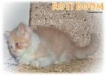 Roti Boom - Ragamuffin Cat