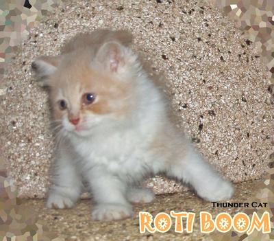 Roti Boom - Ragamuffin Cat