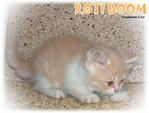 Roti Boom - Ragamuffin Cat