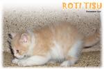 Roti Tisu - Ragamuffin Cat