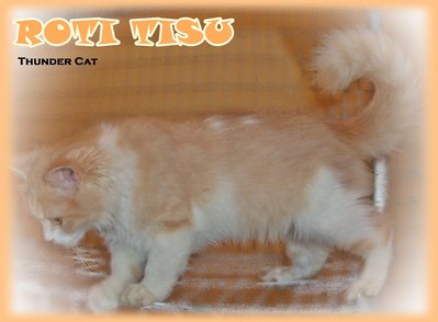 Roti Tisu - Ragamuffin Cat