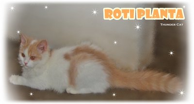 Roti Planta - Ragamuffin Cat