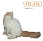 Sugus - Ragamuffin Cat