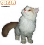 Sugus - Ragamuffin Cat