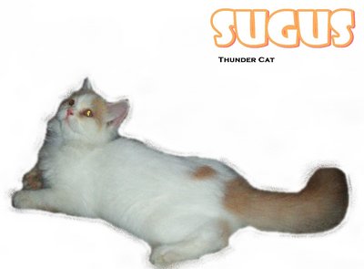 Sugus - Ragamuffin Cat