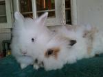 Sno &amp; Popo - Lionhead + Angora Rabbit Rabbit