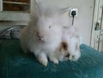 Sno &amp; Popo - Lionhead + Angora Rabbit Rabbit