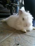 Young Cute Bunny Rabbit - Angora Rabbit + Lionhead Rabbit