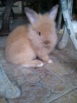 Young Cute Bunny Rabbit - Angora Rabbit + Lionhead Rabbit