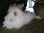 Young Cute Bunny Rabbit - Angora Rabbit + Lionhead Rabbit