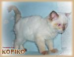 Kopiko - Ragdoll Cat