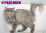 Ginger Beer - Persian Cat