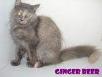 Ginger Beer - Persian Cat