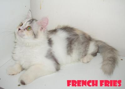 French Fries - Persian Cat