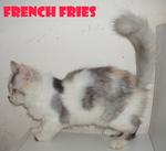 French Fries - Persian Cat