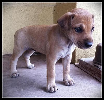 Micky - Terrier Mix Dog