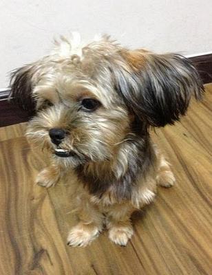 An Adorable Terrier Mix - Terrier Mix Dog