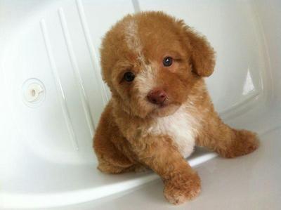 PF41122 - Poodle Dog