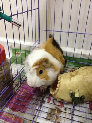 Guinea Pig - Guinea Pig Small & Furry