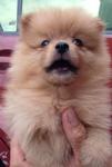  Quality Tiny Orange Pomeranian Imp - Pomeranian Dog