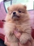  Quality Tiny Orange Pomeranian Imp - Pomeranian Dog