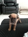 Daisy - Mixed Breed Dog