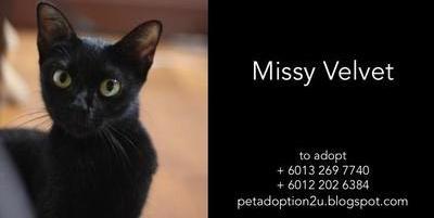 Missy Velvet - Domestic Short Hair Cat