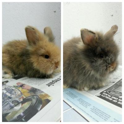 Teddy Bear Anggora Rabbit - Angora Rabbit Rabbit