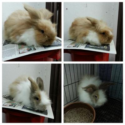 Induk Anggora Rabbit Buck - Angora Rabbit Rabbit