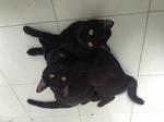 Twin Black Cat - Domestic Short Hair Cat