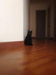 Twin Black Cat - Domestic Short Hair Cat