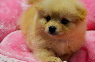 Pomeranian - Short Face - Pomeranian Dog