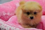 Pomeranian - Short Face - Pomeranian Dog