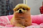 Pomeranian - Short Face - Pomeranian Dog