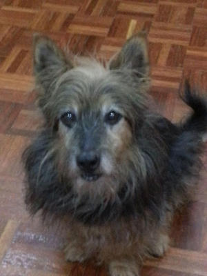 Caesar - Silky Terrier + Australian Terrier Dog