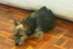 Caesar - Silky Terrier + Australian Terrier Dog