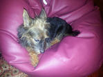 Caesar - Silky Terrier + Australian Terrier Dog