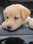 Lab Mix Puppies - Labrador Retriever Mix Dog