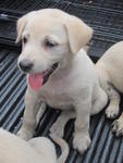 Lab Mix Puppies - Labrador Retriever Mix Dog