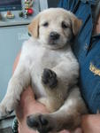 Lab Mix Puppies - Labrador Retriever Mix Dog